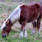 Das Pferd von Welt trägt heutzutage Fönfrisur