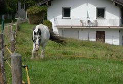 Das Pferd wieder