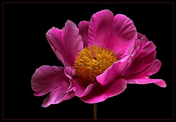 Das Pfingstfest hat der edlen Blume ihren Namen gegeben 