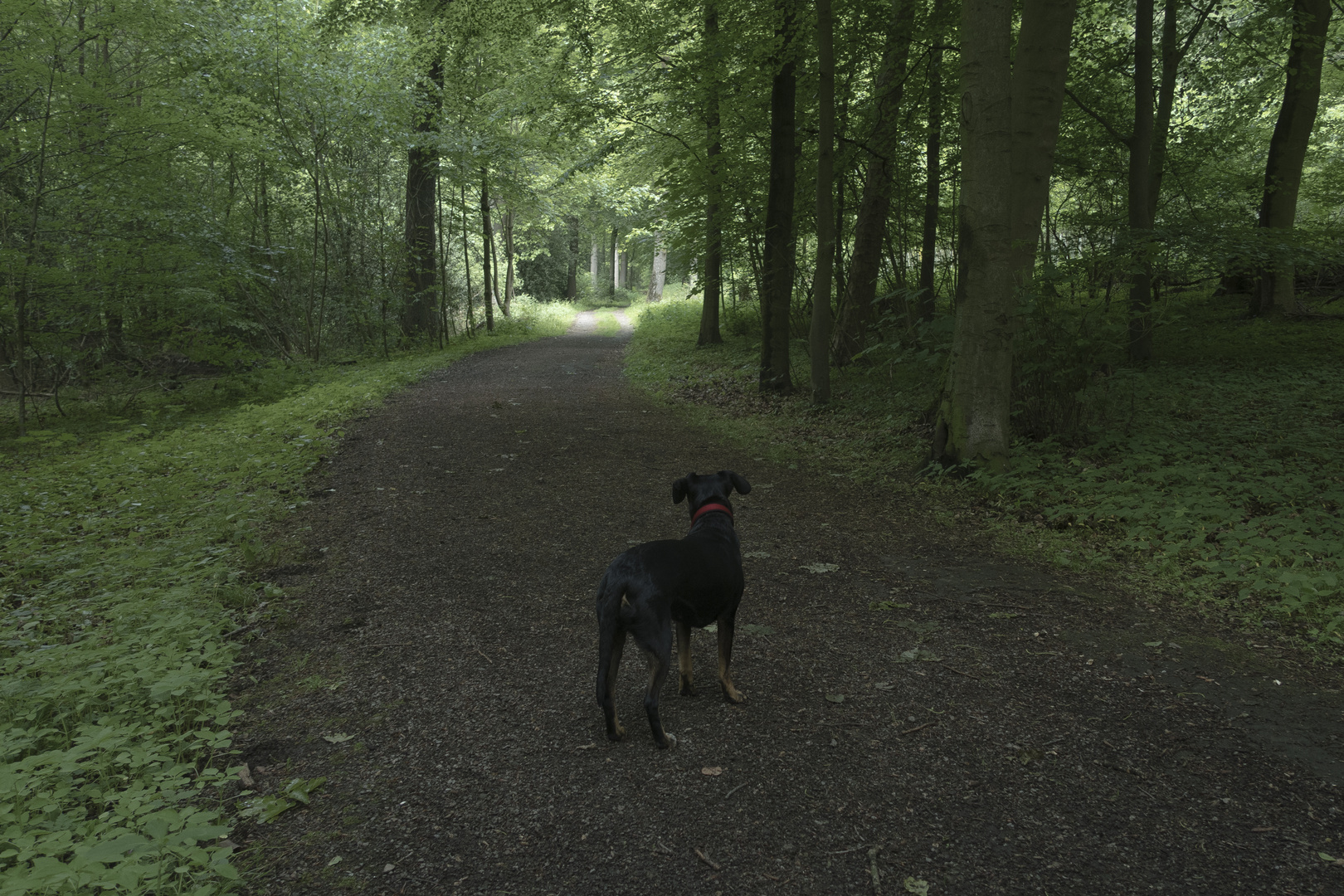 Das Phänomen des mit gerichteter Haltung auf schattigen Waldweg  rumstehenden Hundes.