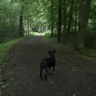 Das Phänomen des mit gerichteter Haltung auf schattigen Waldweg  rumstehenden Hundes.