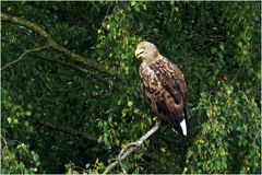 Das Phantom (Haliaeetus albicilla)