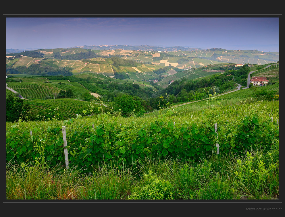 Das Piemonte der Rebberge