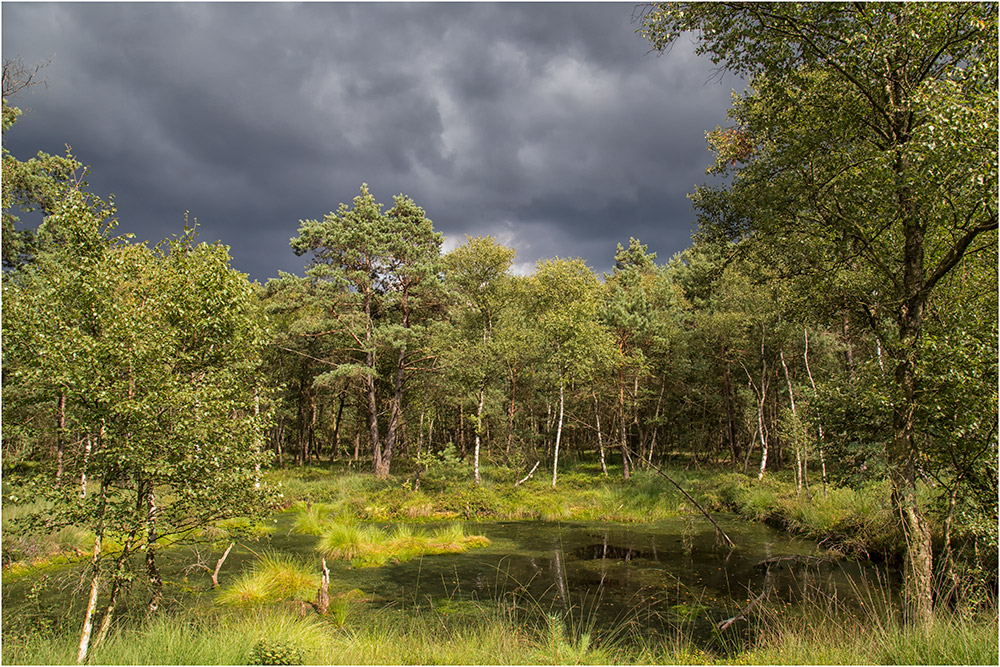 Das Pietz Moor vor dem Regen