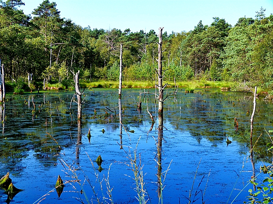 Das Pietzmoor . . .