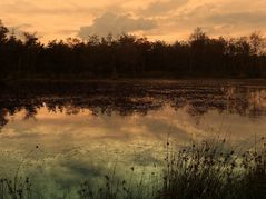 Das Pietzmoor bei Schneverdingen (Lüneburger Heide)