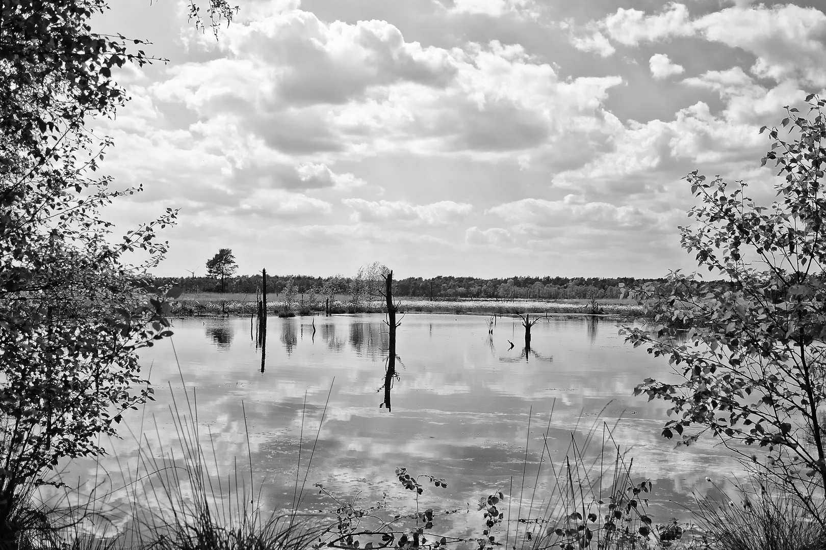 Das Pietzmoor in der Lüneburger Heide / Black&White