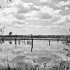 Das Pietzmoor in der Lüneburger Heide / Black&White