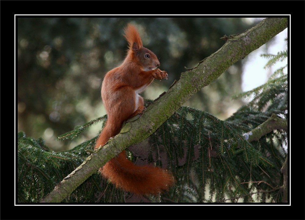 Das Pillnitzer Eichhörnchen