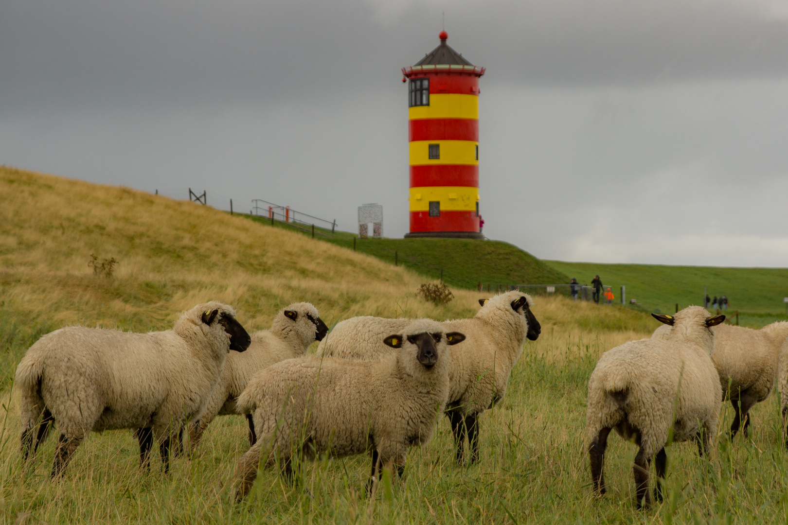 Das Pilsumer Leuchtturmschaf