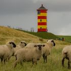 Das Pilsumer Leuchtturmschaf