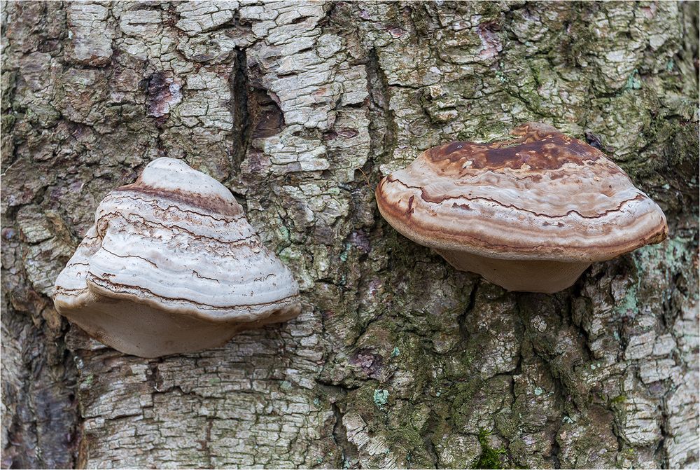 Das Pilz-Paar...