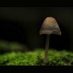 Das Pilzchen im Walde