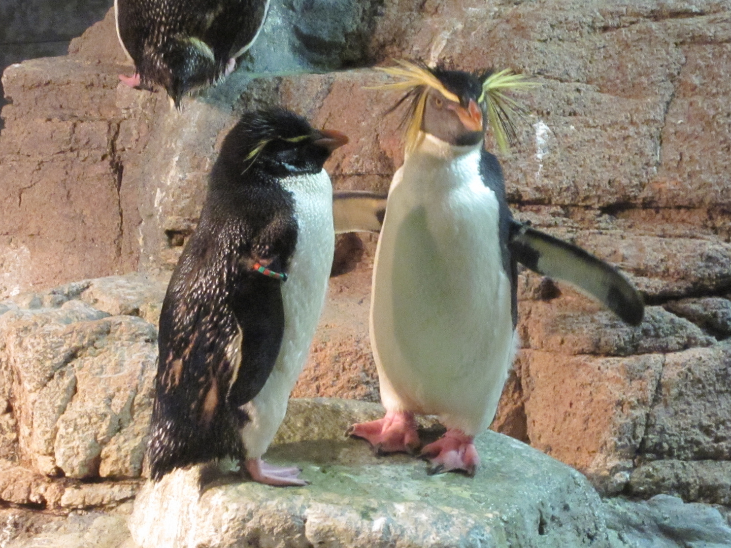 Das Pingu Paar.....vom letzten Jahr....