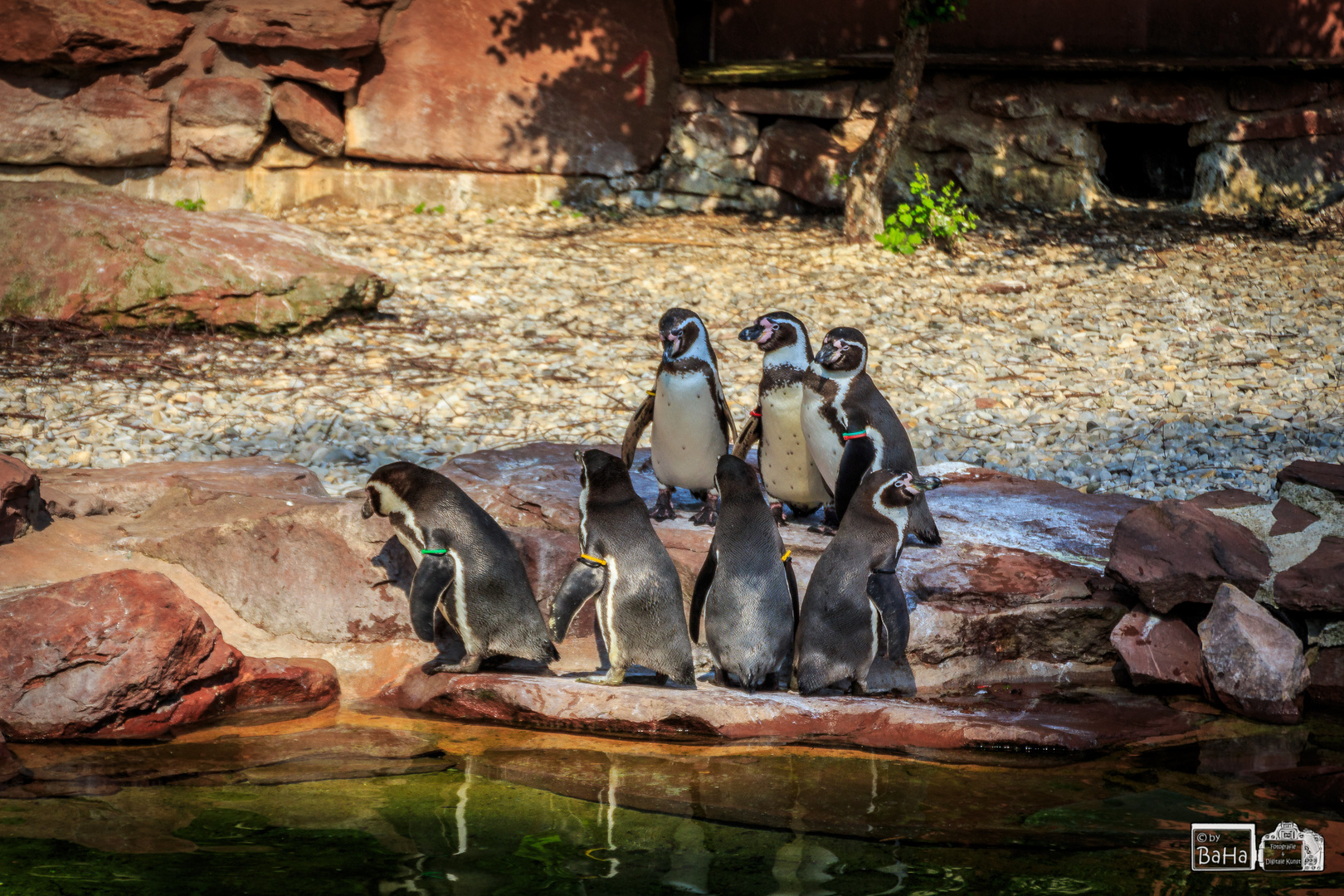 Das Pinguin Meeting