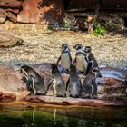 Das Pinguin Meeting