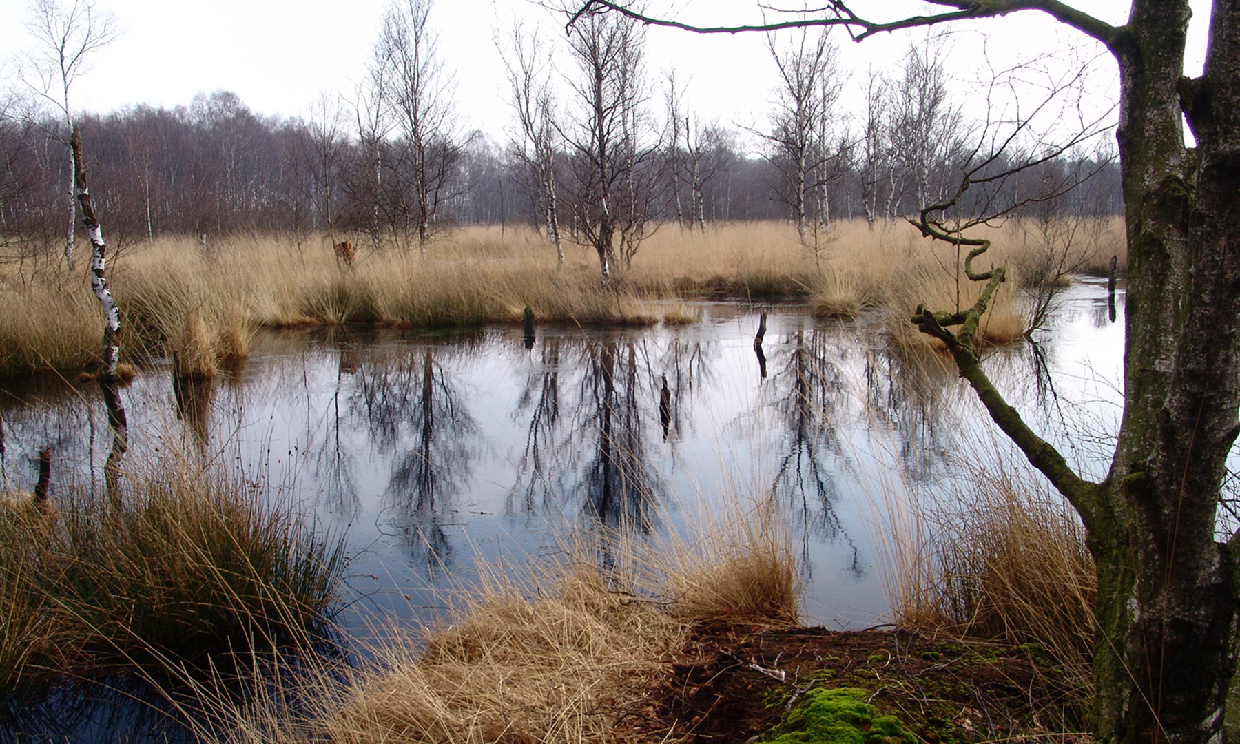 Das pinneberger Himmelmoor 1