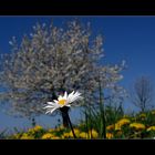 Das Plümschen und der Baum