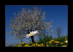 Das Plümschen und der Baum