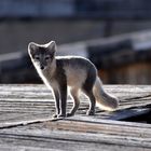 Das Polarfüchschen aus Pyramiden