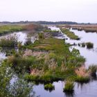 das Polder Glies