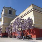 Das Pompejanum in Aschaffenburg jetzt mit Blauregen reich bewachsen