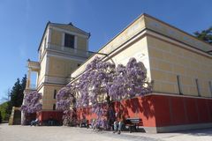 Das Pompejanum in Aschaffenburg jetzt mit Blauregen reich bewachsen