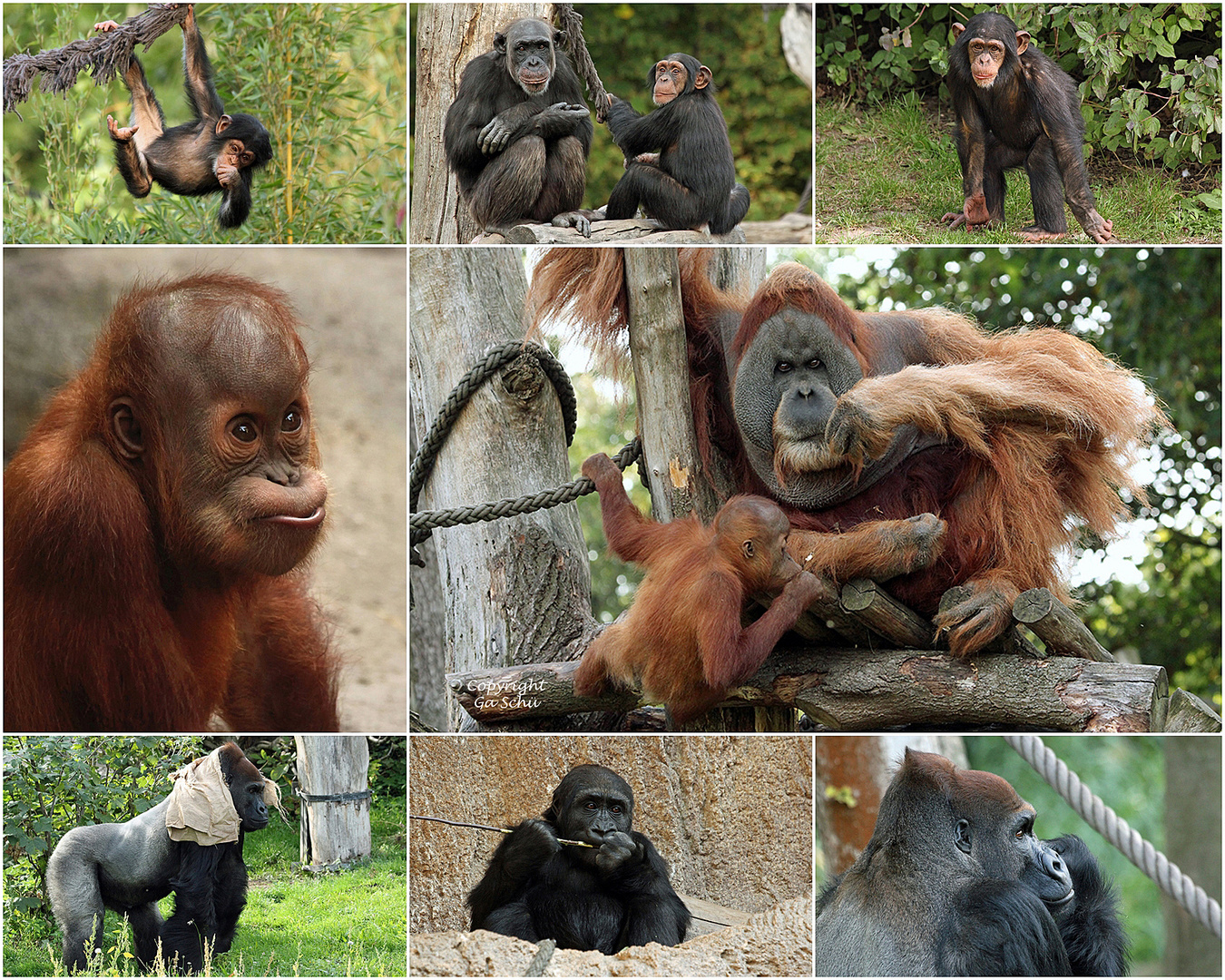 Das Pongoland im Zoo Leipzig