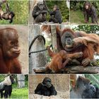 Das Pongoland im Zoo Leipzig