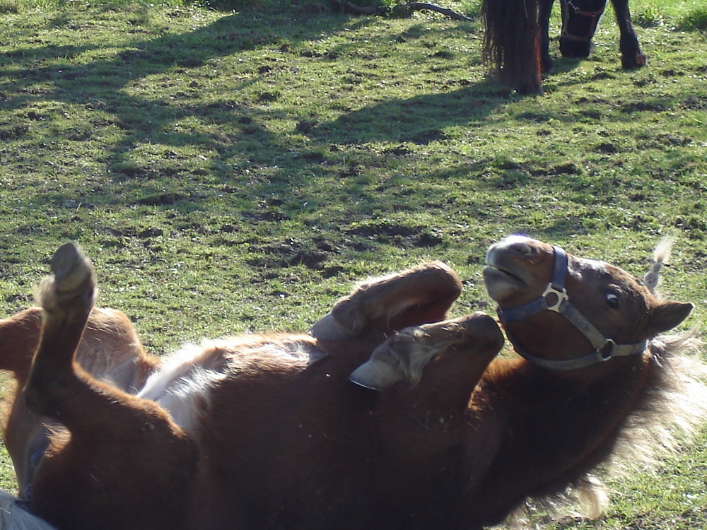 Das Pony im Glück