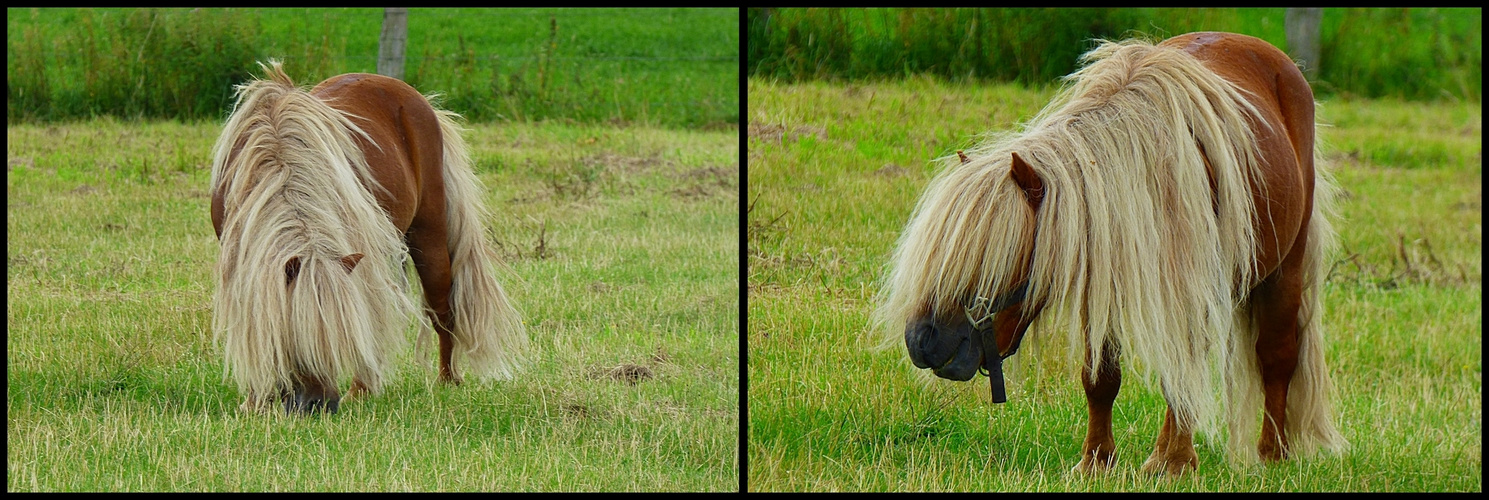 Das Pony in den Steverauen . . .