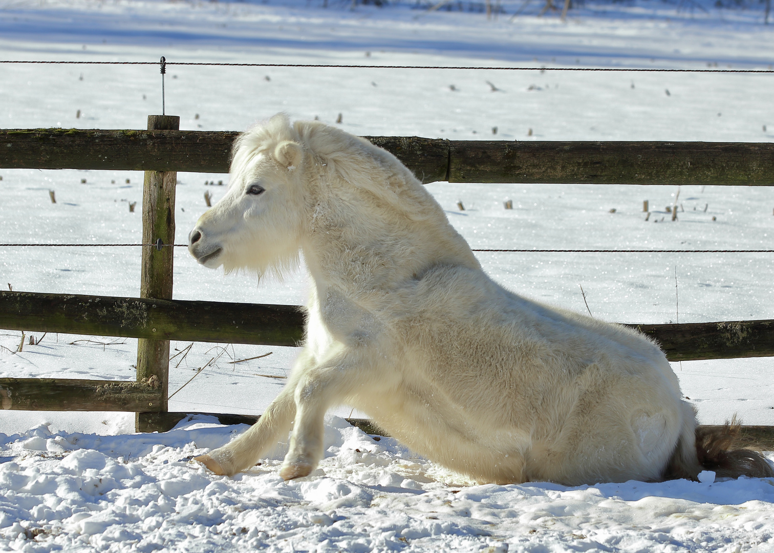 Das Pony mit dem Herz am Po