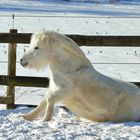 Das Pony mit dem Herz am Po