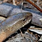 Das Porträt einer Blindschleiche (Anguis fragilis). - Le portrait d'un orvet. 