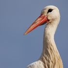 das Porträt eines Weißstorches auch Klapperstorch genannt