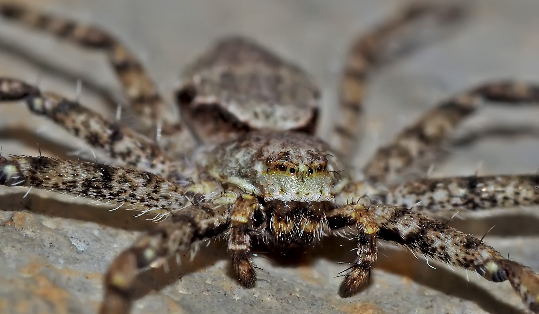 Das Porträt von Philodromus margaritatus. - Le portrait de la femelle de Philodromus margaritatus!