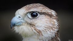 Das Portrait des Gerfalken