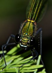 Das Portrait des Weibchens einer Gebänderten Prachtlibelle (Calopteryx splendens)