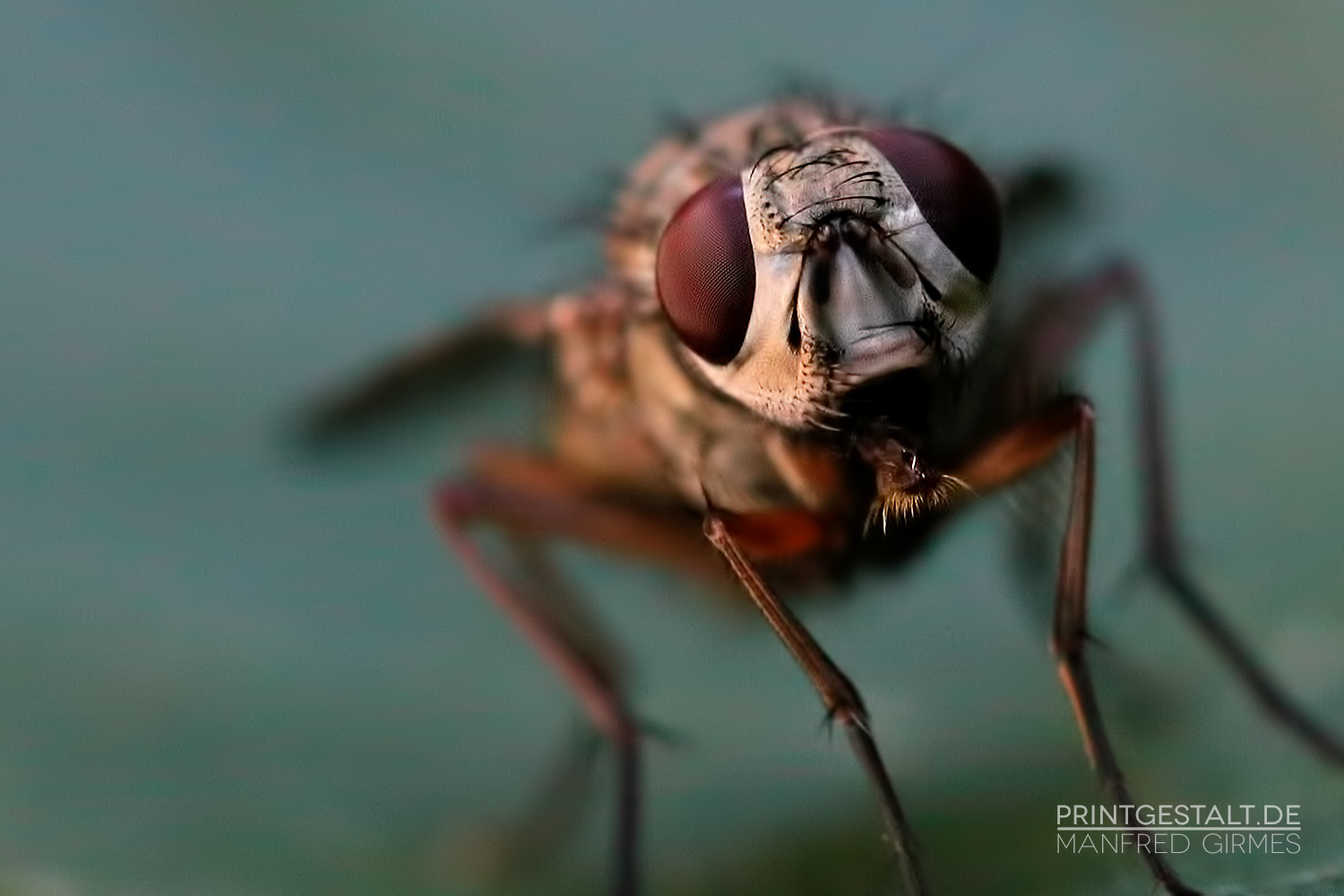 Das Portrait einer Fliege