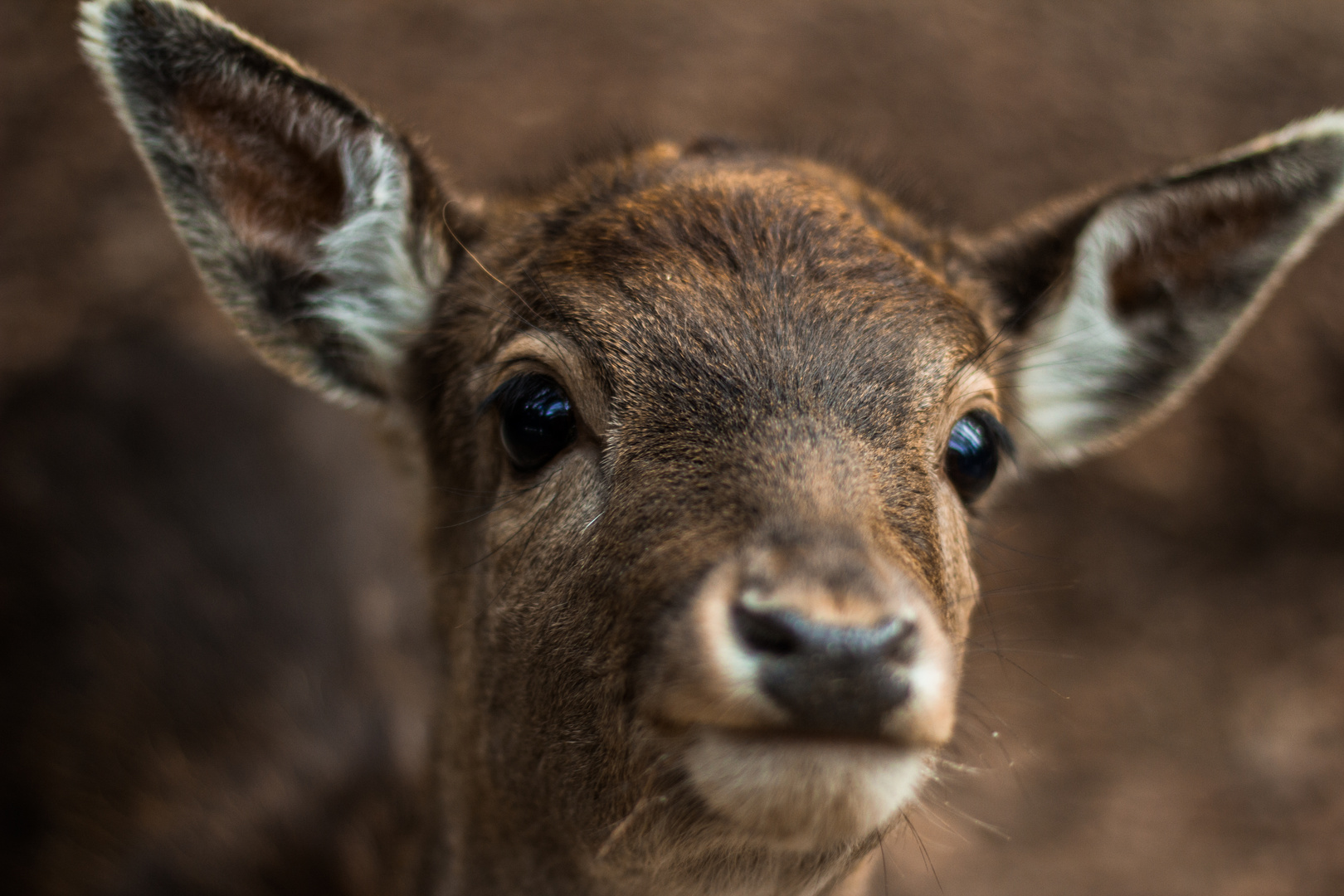 das Portrait