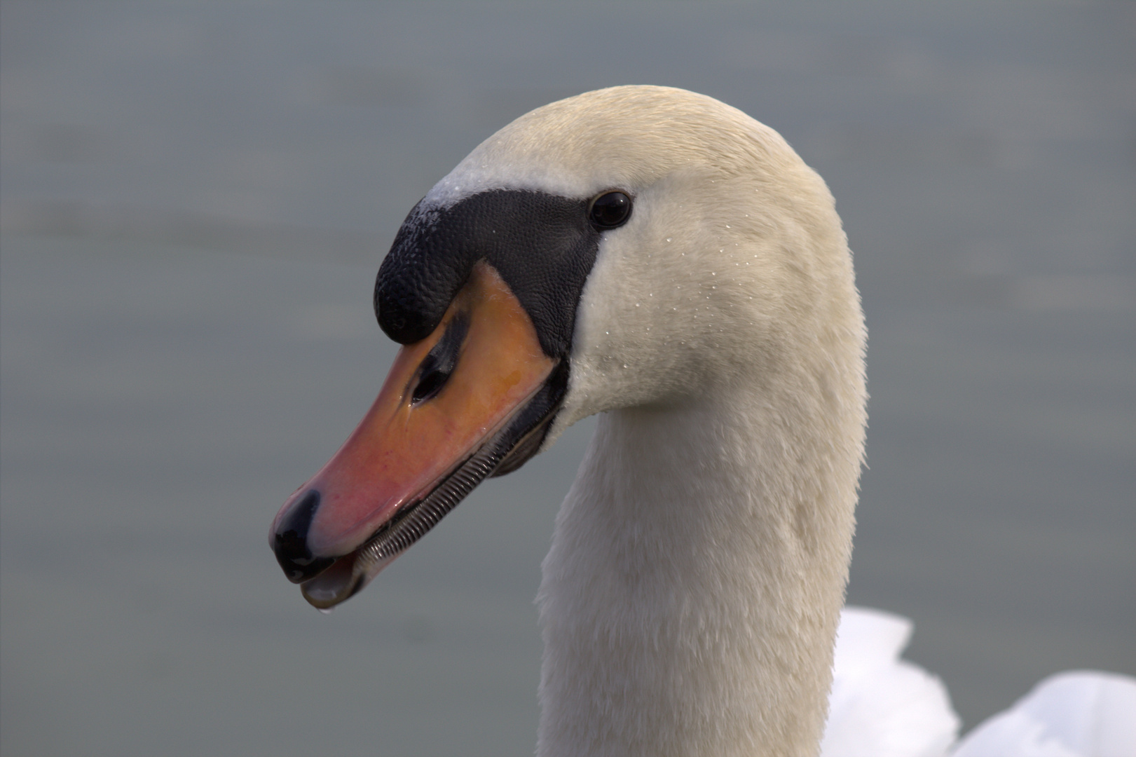 Das Portrait vom stolzen Schwan...