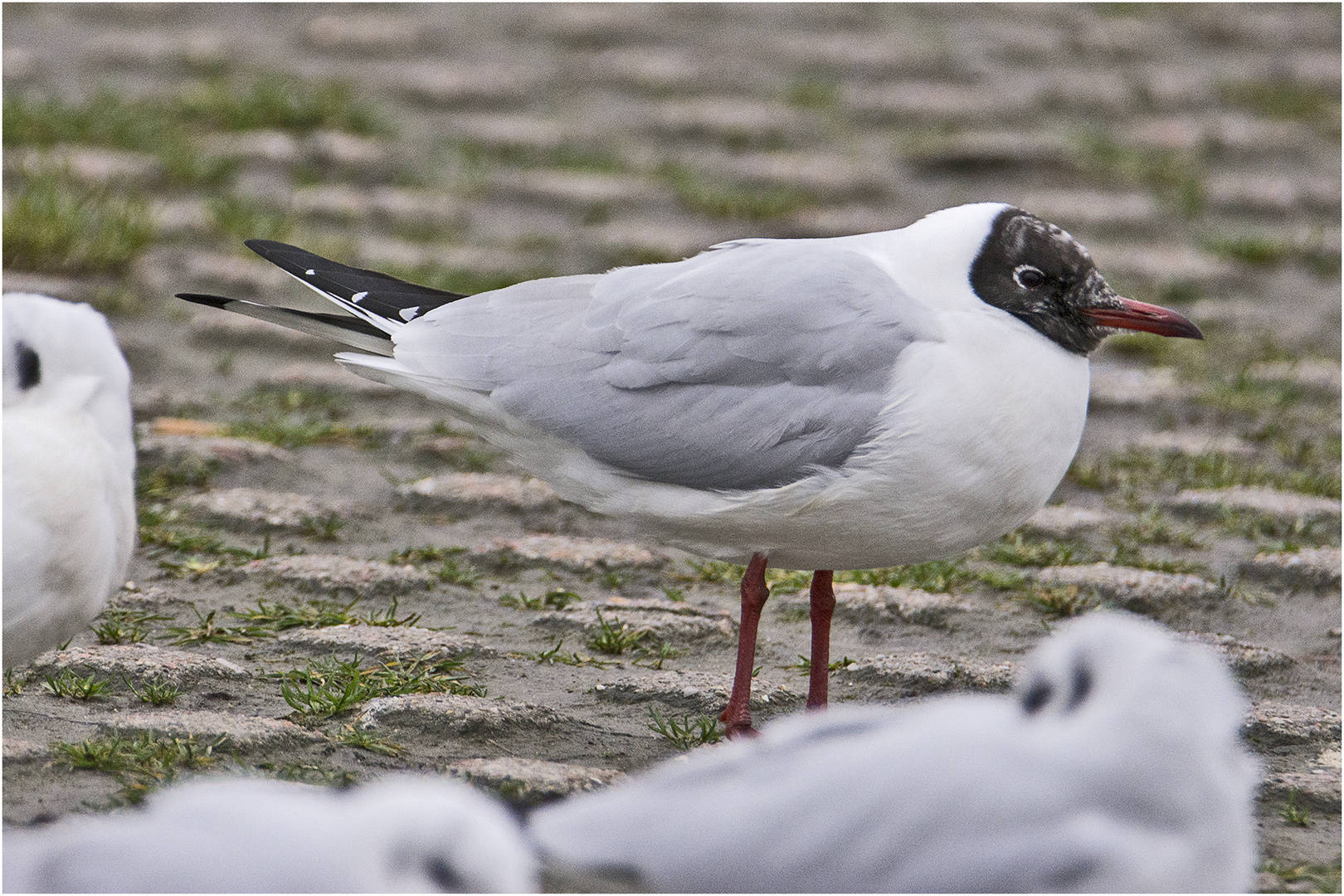 Das Prachtkleid der Lachmöwe (Chroicocephalus ridibundus) ist . . .