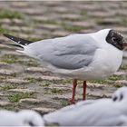 Das Prachtkleid der Lachmöwe (Chroicocephalus ridibundus) ist . . .