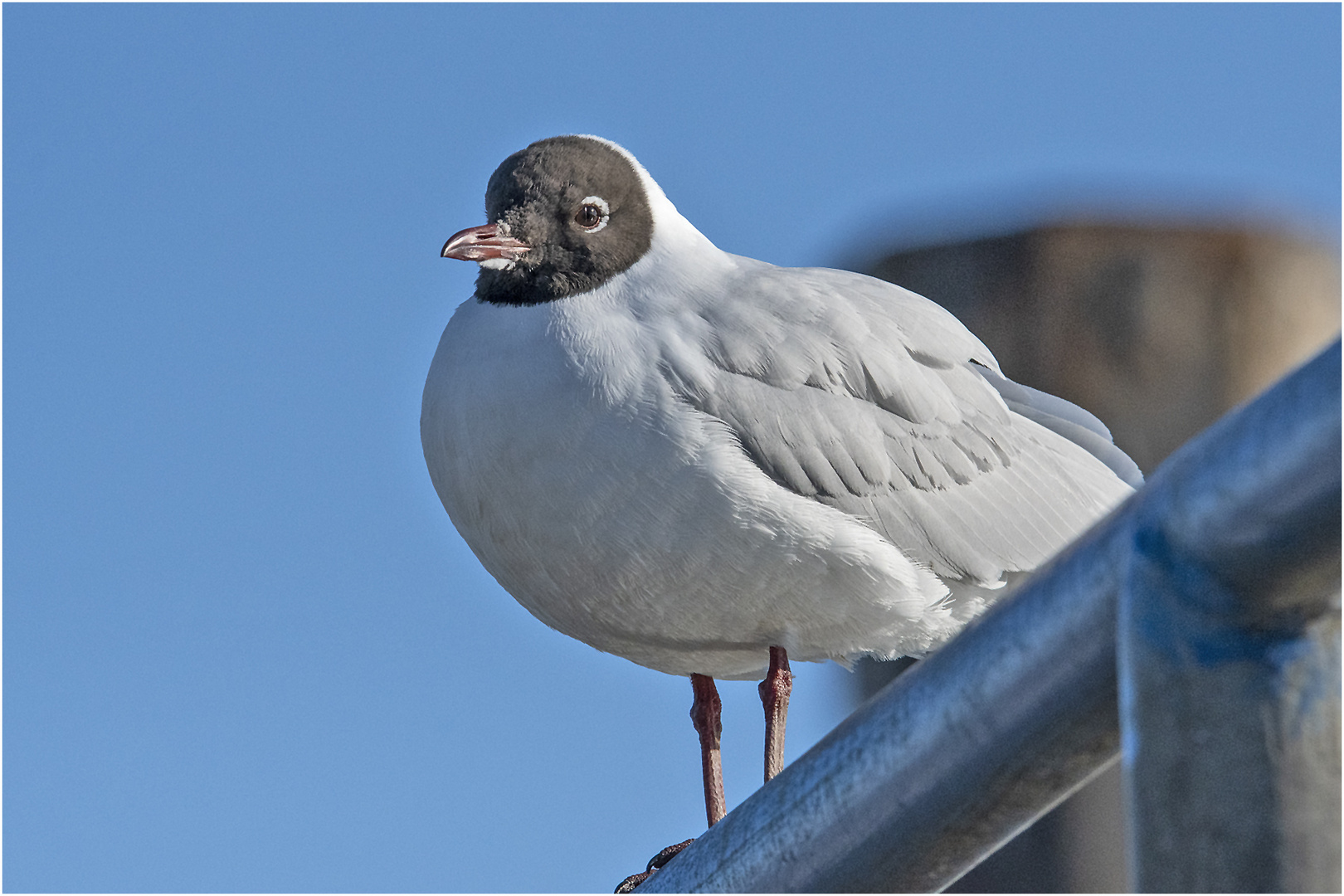 Das Prachtkleid der Lachmöwe (Chroicocephalus ridibundus, Syn.: Larus ridibundus) . . .