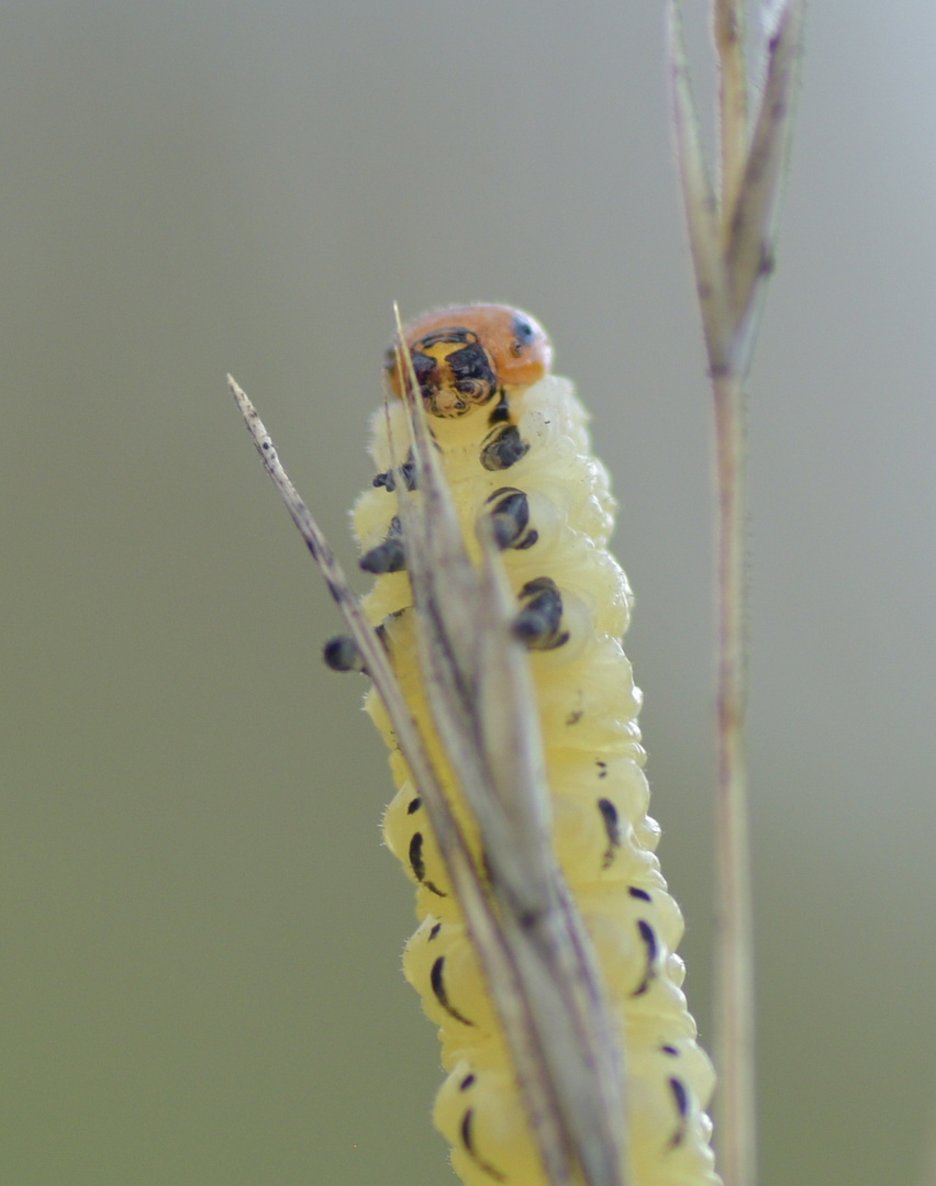 Das Püppchen aus der Heide