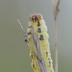 Das Püppchen aus der Heide