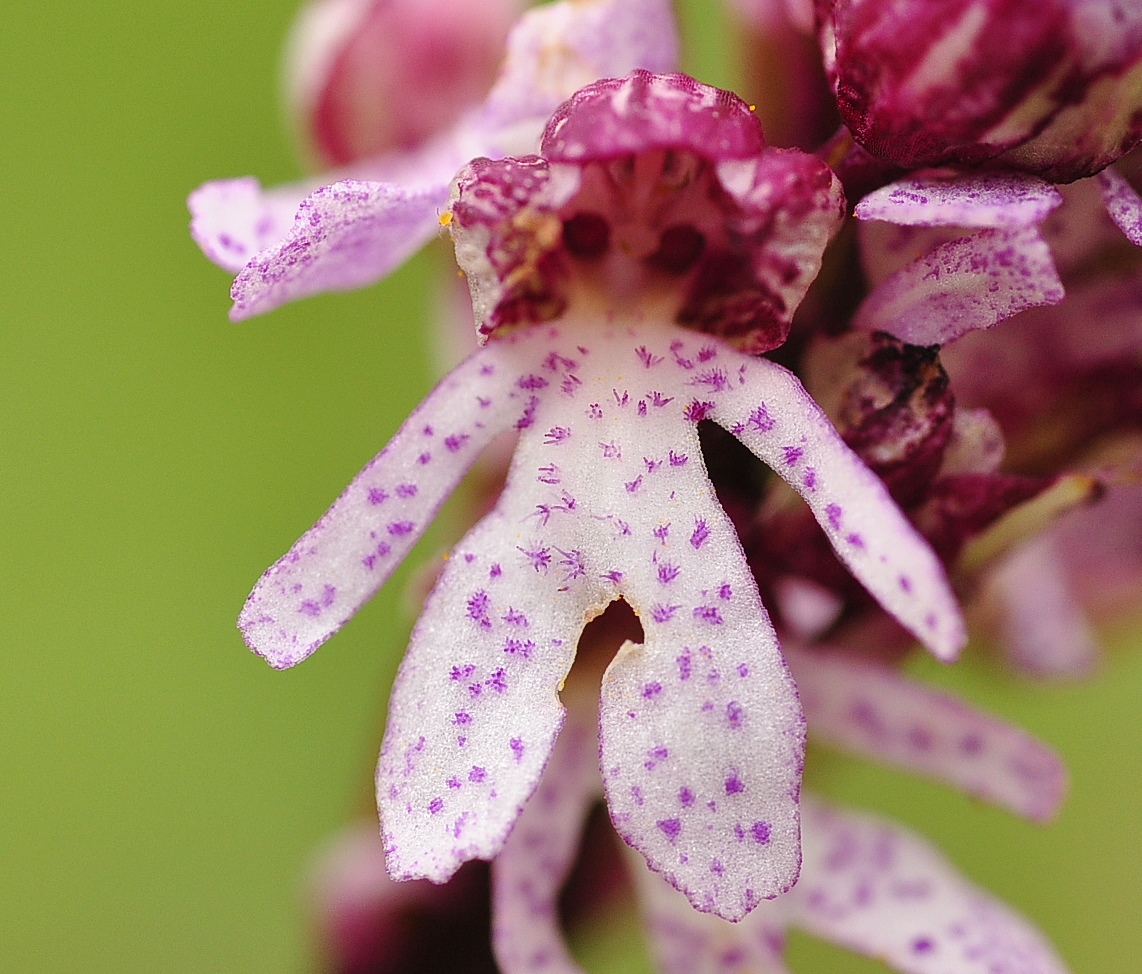 Das Purpur -Knabenkraut (Orchis purpurea)