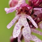 Das Purpur -Knabenkraut (Orchis purpurea)