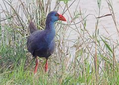 Das Purpurhuhn (Porphyrio porphyrio)