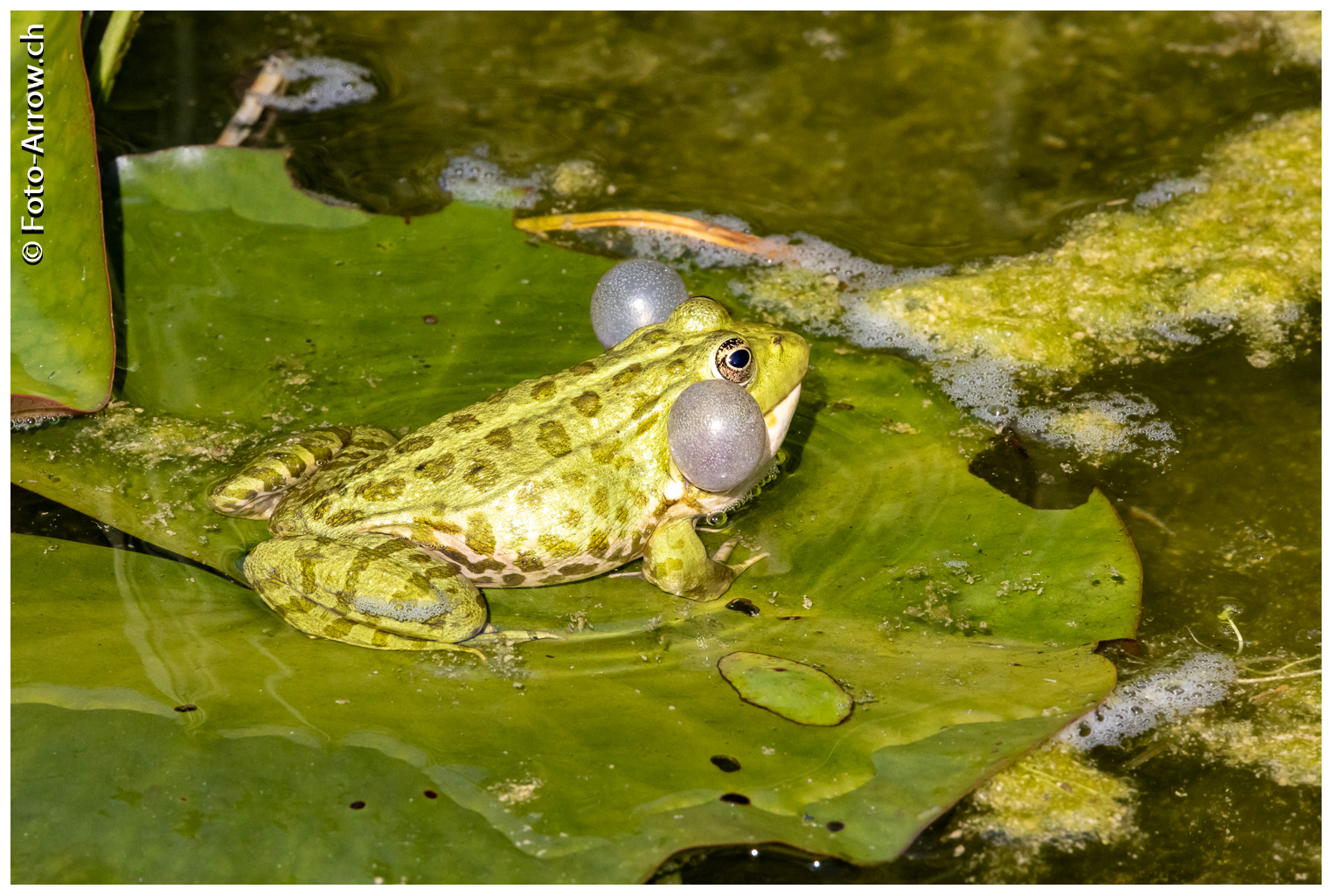 Das Quacken der Quarkfrösche...